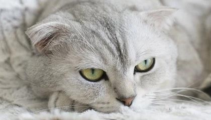 开云下载-中国女篮强调团队协作 增强比赛掌控力，中国女篮很强